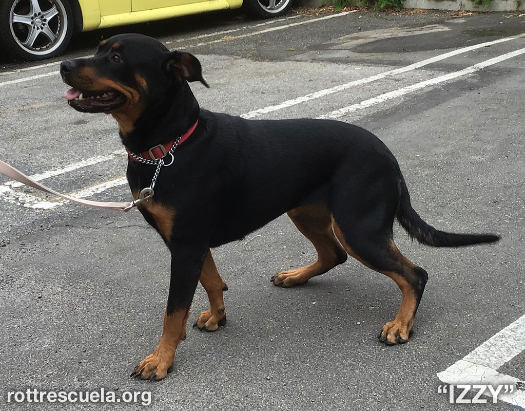 Rottweilers For Adoption