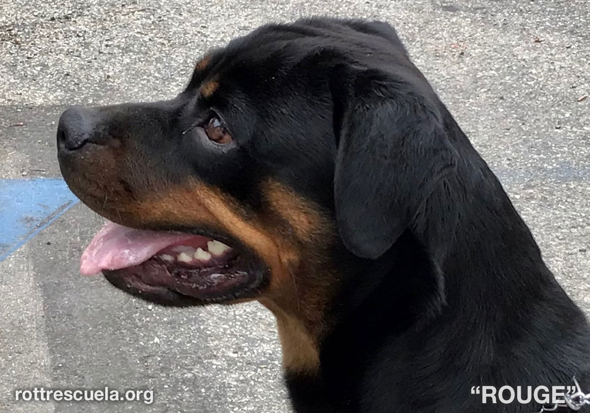 are rottweilers people friendly